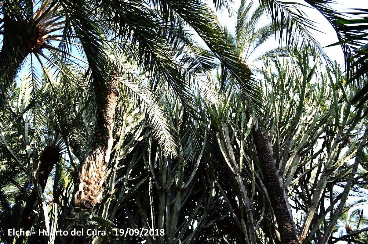 19 ELCHE HUERTO DEL CURA (122).JPG